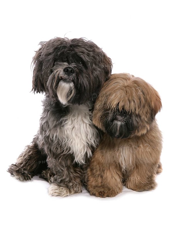 Tibetterrier with puppy