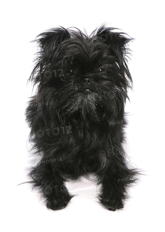 Affenpinscher