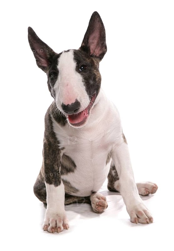 Domestic Dog
