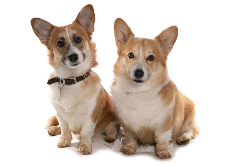 Domestic Dog