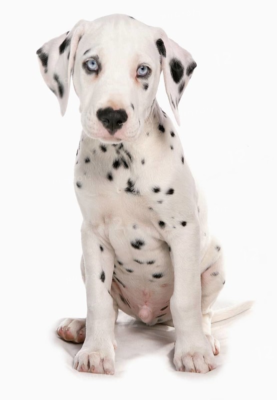 Domestic Dog