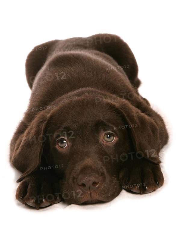 Domestic Dog