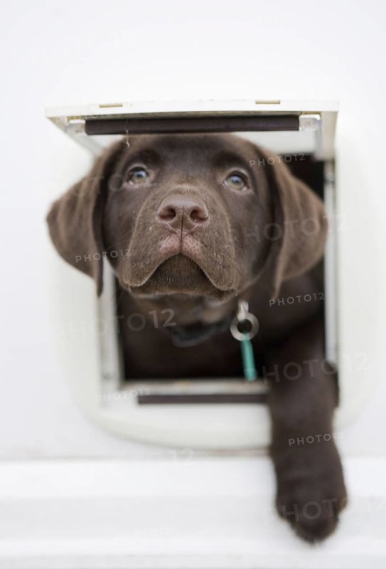 Domestic Dog
