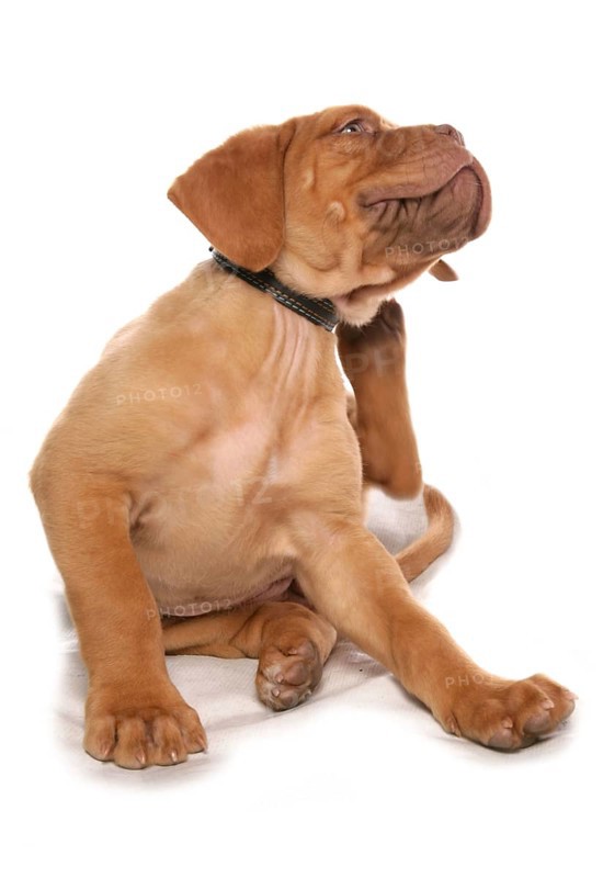 Bordeaux Mastiff