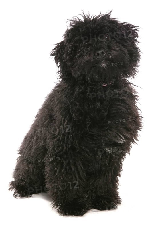 Domestic Dog