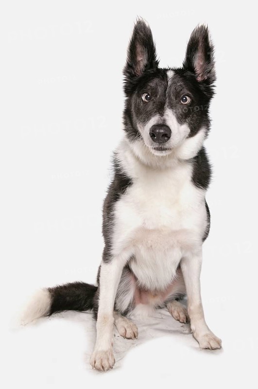 Interracial dog