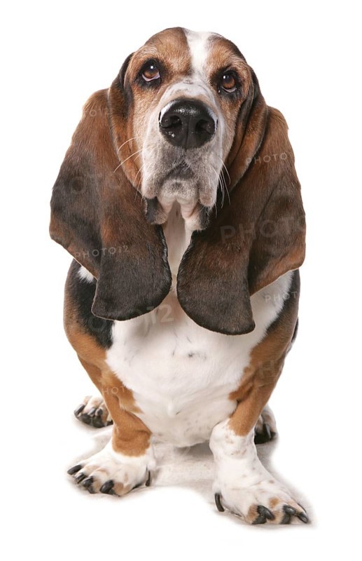 Domestic Dog