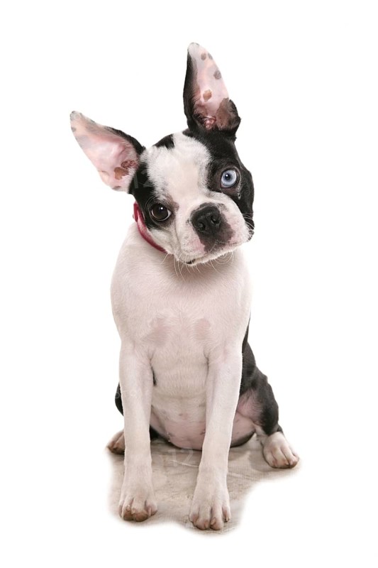 Domestic dog