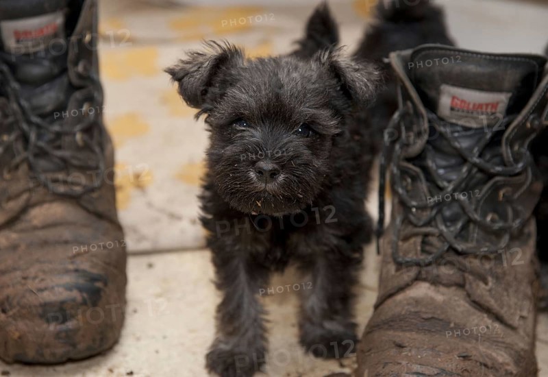 Schnauzer