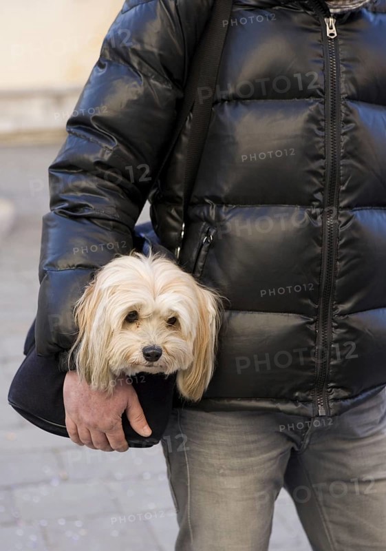 Shih Tzu is carried in bag