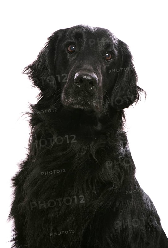 Domestic dog