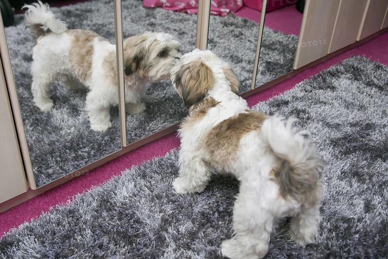 Domestic Dog