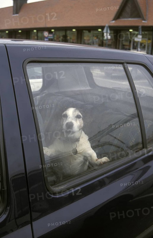 Domestic Dog