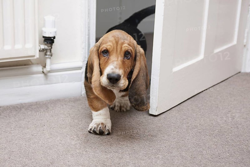 Domestic Dog
