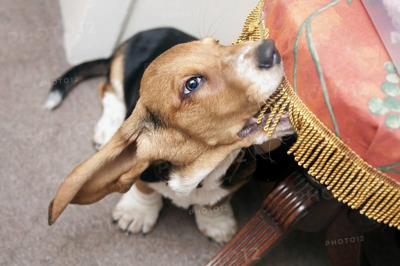 Domestic Dog