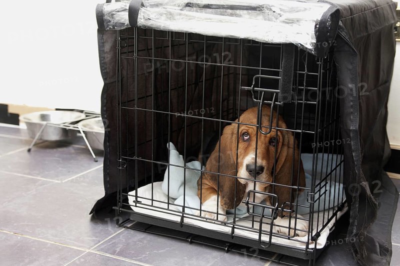 Domestic Dog