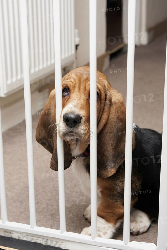 Domestic Dog