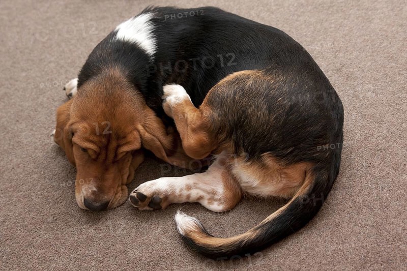 Domestic Dog