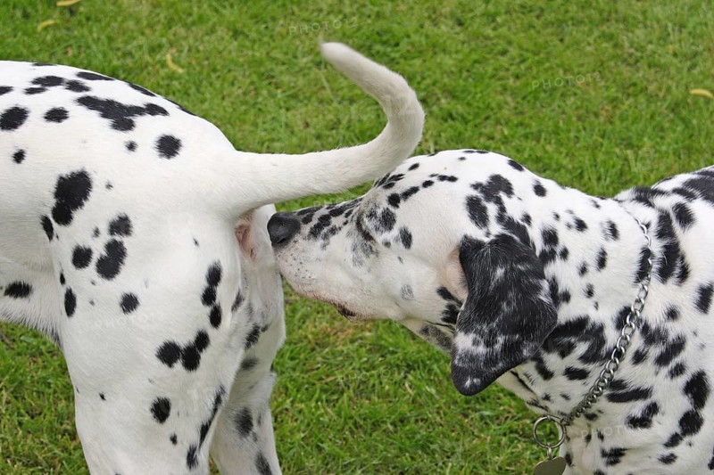 Dalmatian
