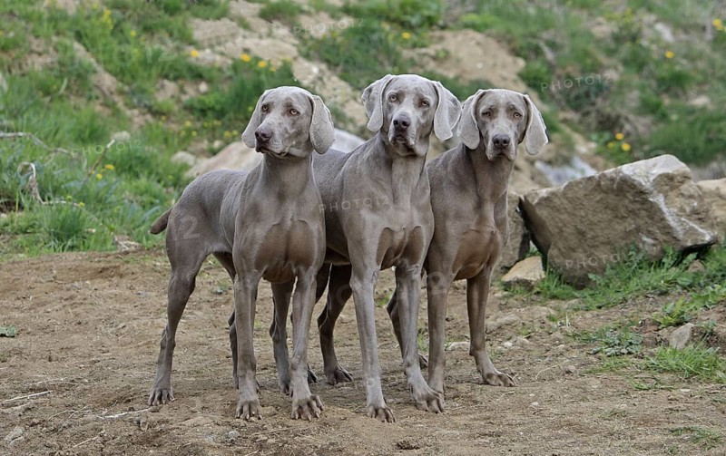 Domestic dog