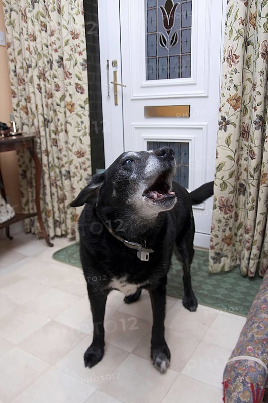 Domestic Dog