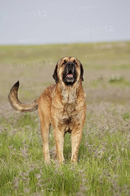 Domestic Dog
