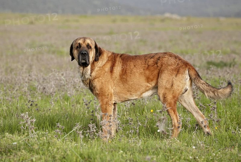 Domestic Dog