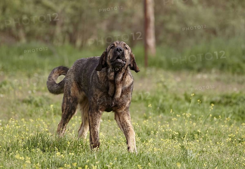 Domestic Dog