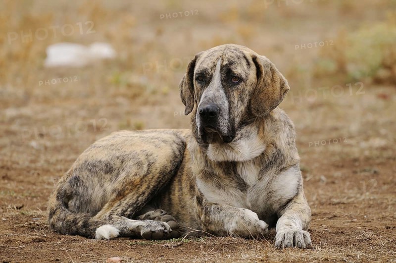 Domestic dog