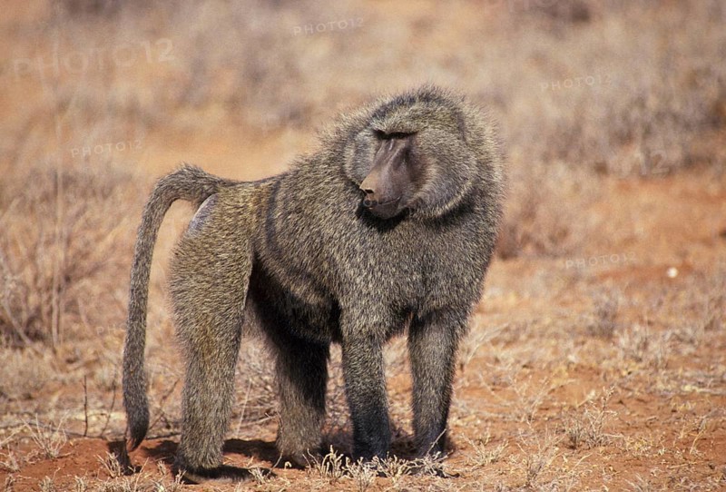 Baboon