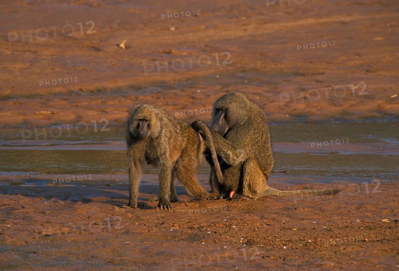 Care of olive baboon