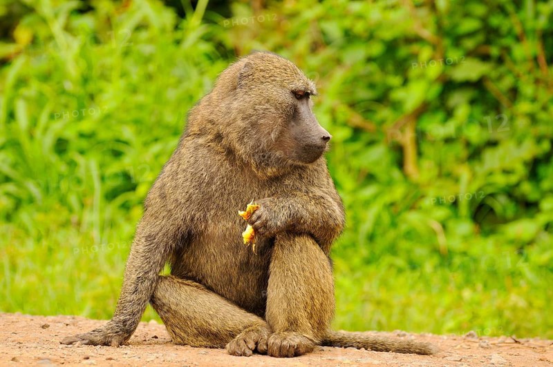 Olive baboon