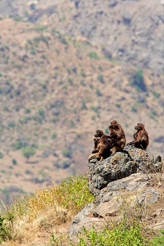 Gelada Baboon