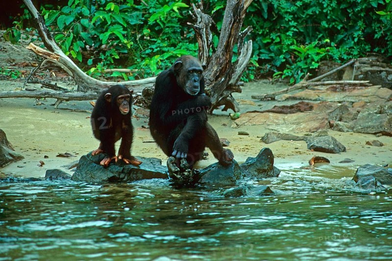 Common chimpanzee