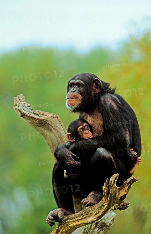 Common chimpanzee
