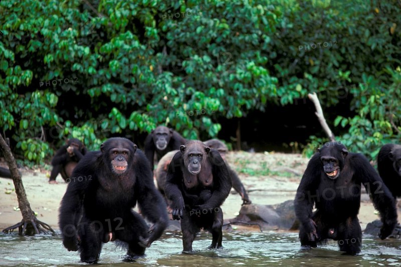 Common chimpanzee