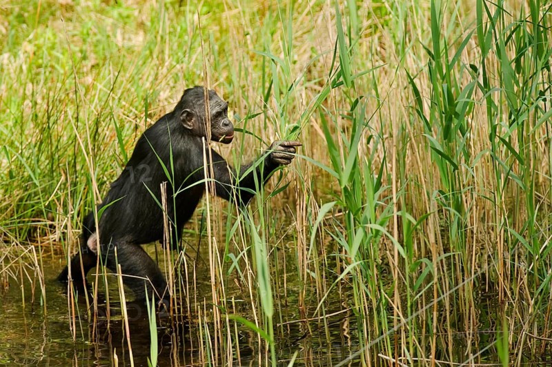 Bonobo