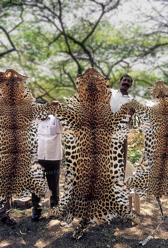 Seized leopard