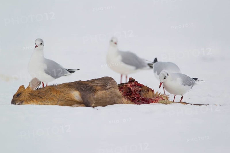 Black-headed Gull