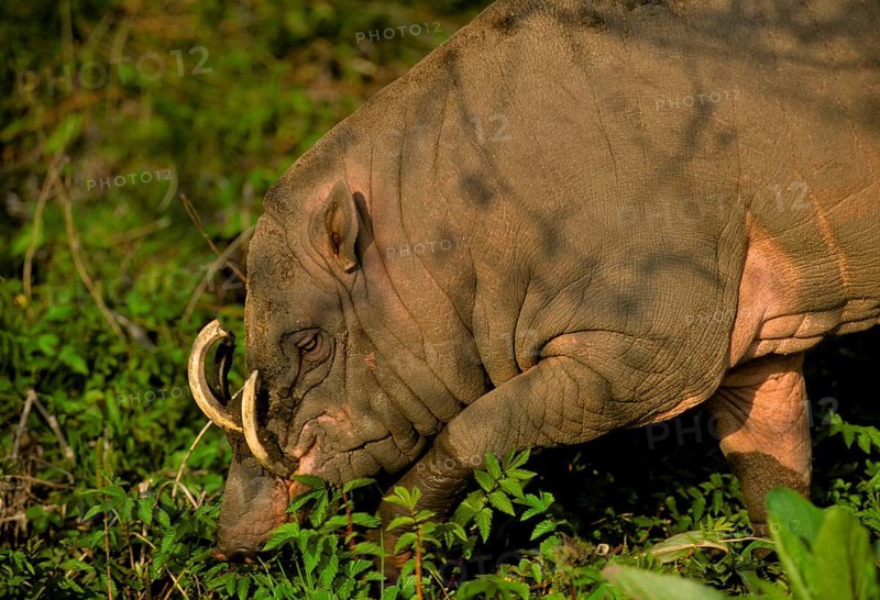 Moluccan babirusa