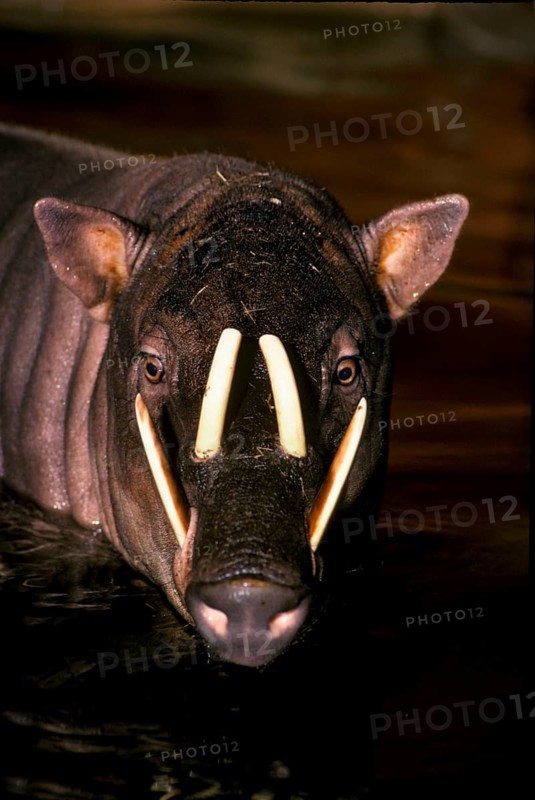 Moluccan babirusa