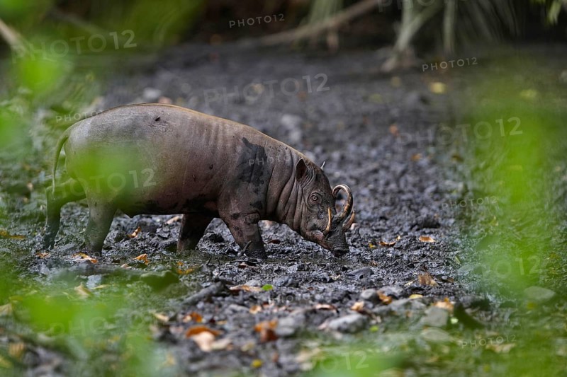 North Sulawesi north sulawesi babirusa