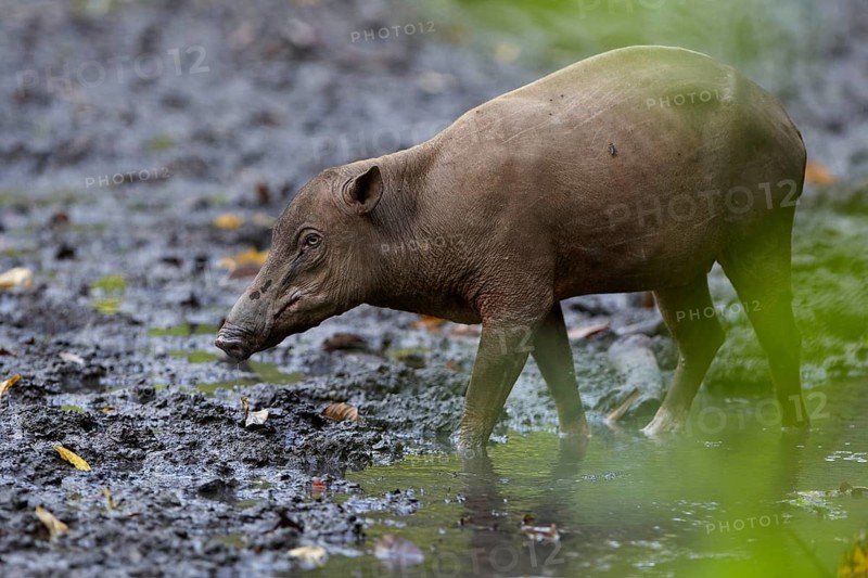 North Sulawesi north sulawesi babirusa