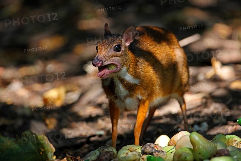Lesser kanchil