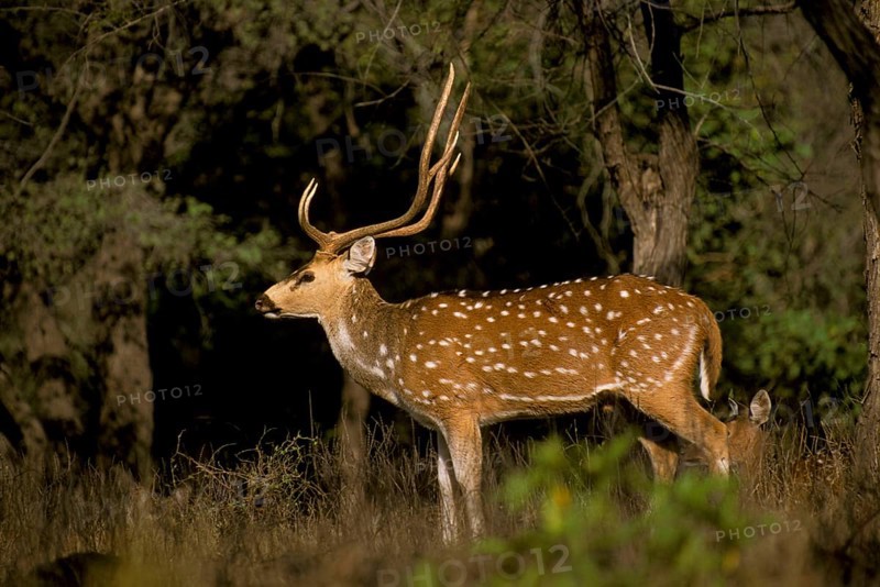 Cervus chitals
