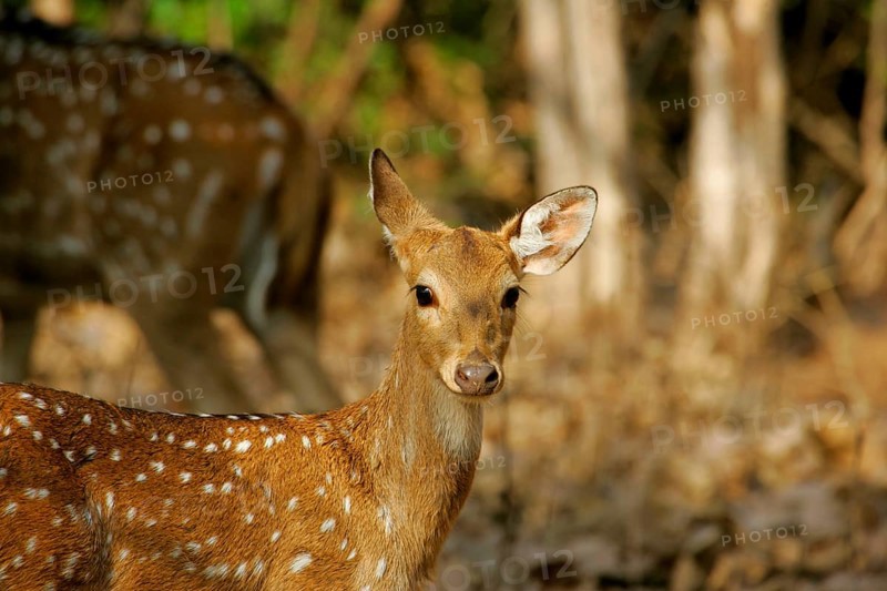 Spotted Deer