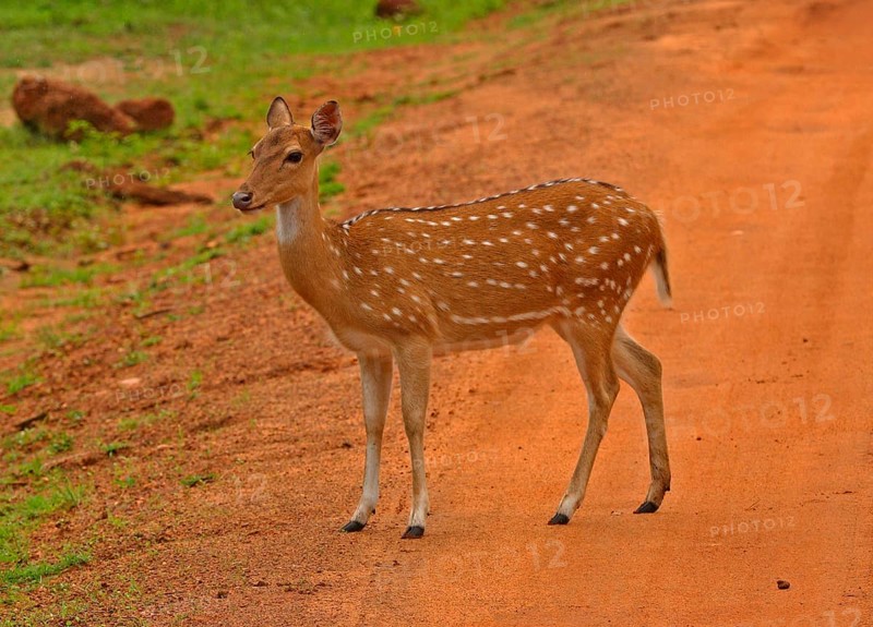 Cervus axis