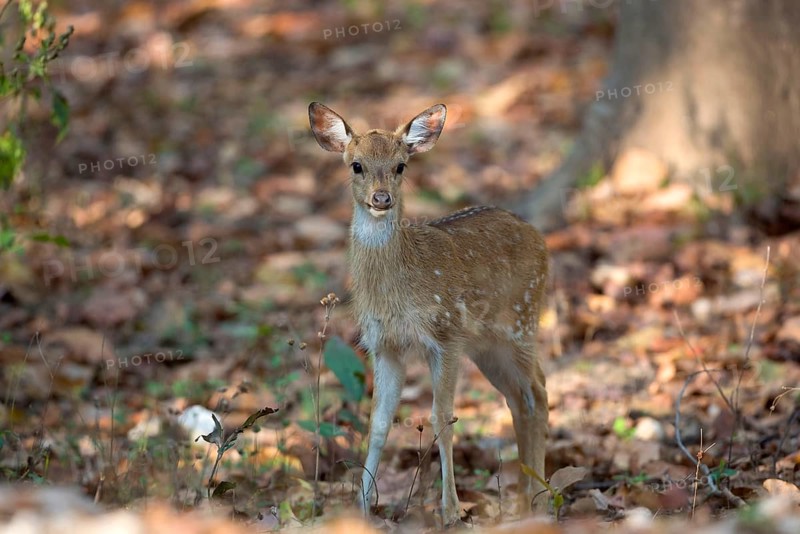 Spotted deer