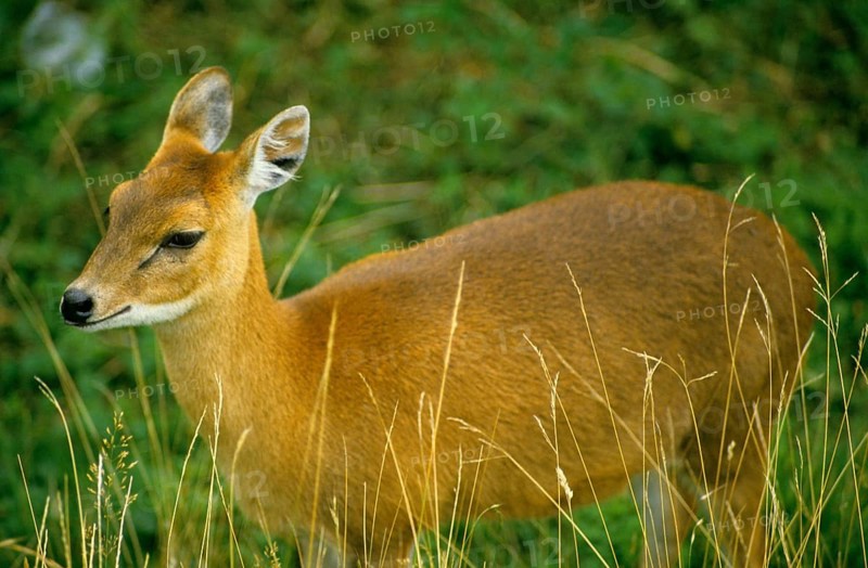 Hyelaphus calamianensis