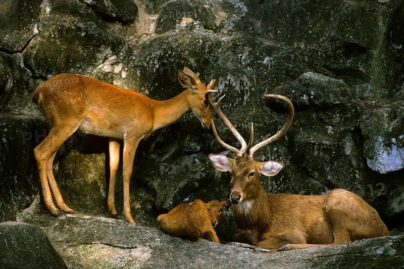 Manipur Eld's Deer